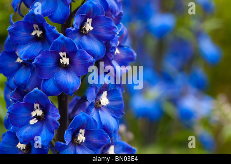 Tiefblaue Rittersporn in voller Blüte im Painswick Rokoko Garden in The Cotswolds Stockfoto