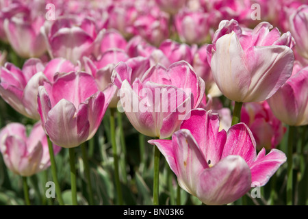 Tulpenzeit Festival Dutch Holland Michigan MI Veldheer Tulpengärten Apricot Beauty blühende Tulpen im öffentlichen Garten horizontal in den USA Hi-res Stockfoto