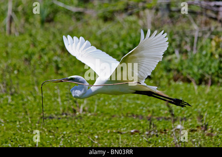 Großer Reiher fliegen mit Stick zurück zum Nest im Audubon Swamp Garten im Magnolia Plantation in South Carolina Stockfoto