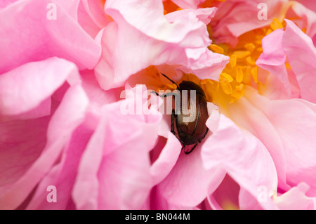 Rosa 'Celsiana' und ein Chafer Käfer im späten Frühjahr Stockfoto