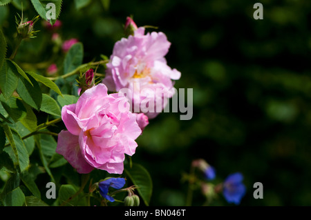 Rosa 'Celsiana' in Blüte im Painswick Rokoko Garden in The Cotswolds Stockfoto