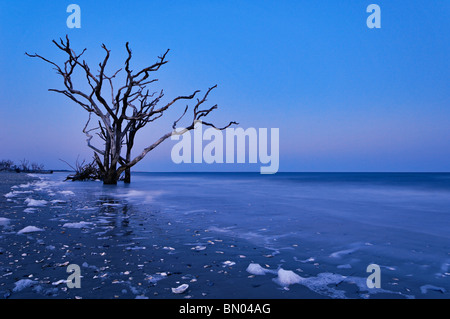 Toter Baum in der Dämmerung auf Talon auf Botany Bay auf Edisto Island in Charleston County, South Carolina Stockfoto