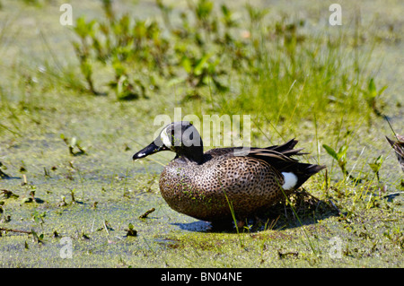 Blue-winged Teal in Audubon Swamp Garden im Magnolia Plantation in Charleston County, South Carolina Stockfoto