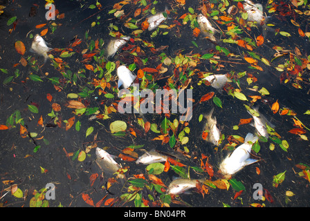 Viele Tote Fische durch verschmutzten Gewässern, Florida Stockfoto