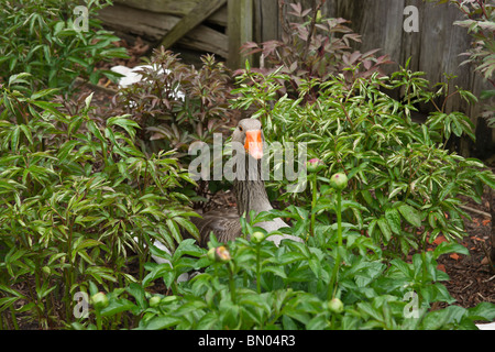 Graugans sitzt zwischen den Blumen oben Bilder Bilder Fotos große hohe Auflösung horizontal in den USA USA Hi-res Stockfoto