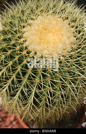 Nahaufnahme von Golden Barrel Cactus Echinocactus grusonii saftige Kaktuspflanze Niemand Top View von oben Hi-res Stockfoto