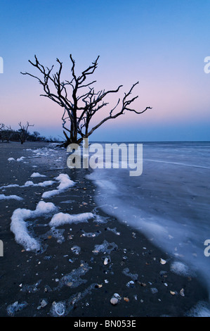 Toter Baum in der Dämmerung auf Talon auf Botany Bay auf Edisto Island in Charleston County, South Carolina Stockfoto