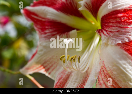 Amaryllis Belladonna Lily die blühende orientalische Blume Nahaufnahme Bilder Fotos Fotografie große Auflösung in den USA USA horizontale Hi-res Stockfoto