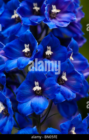 Tiefblaue Rittersporn in voller Blüte im Painswick Rokoko Garden in The Cotswolds Stockfoto