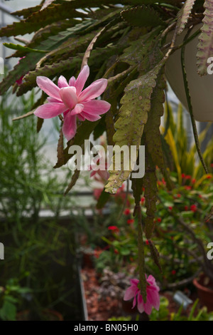 Sukkulenten Kaktus blüht rosa Orchideenkaktus Epiphyllum ackermannii mit Blättern in einer Topfblume niemand vertikal in den USA Hi-res Stockfoto