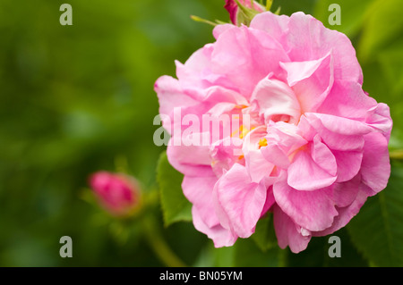 Rosa 'Celsiana' in Blüte im Painswick Rokoko Garden in The Cotswolds Stockfoto