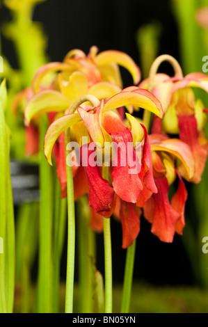 Schlauchpflanze, Sarracenia hybride Stockfoto