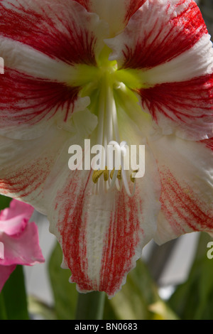 Blühendes orientalisches Amaryllis Belladonna Lilie Blume Nahaufnahme Makrodetail zeigt niemanden vertikal in den USA Hi-res Stockfoto