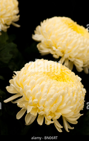Chrystanthemum "Misty Cream' in Blüte Stockfoto