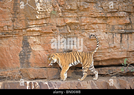 Tiger zu Fuß auf einer Felswand in Ranthambhore National park Stockfoto