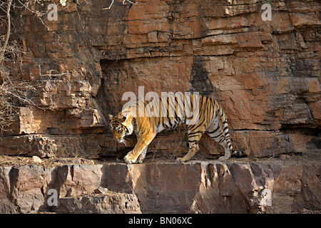 Tiger zu Fuß auf einer Felswand in Ranthambhore National park Stockfoto