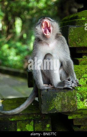 Ubud Monkey Forest ist ein Naturschutzgebiet und Tempelanlage in Ubud, manchmal genannt Sacred Monkey Forest Stockfoto