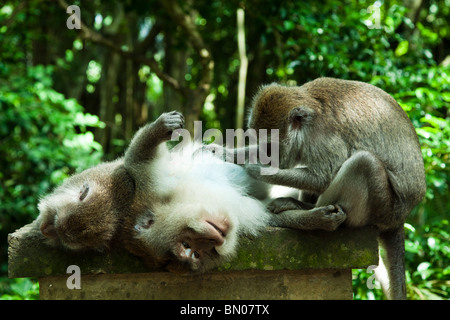 Ubud Monkey Forest ist ein Naturschutzgebiet und Tempelanlage in Ubud, manchmal genannt Sacred Monkey Forest Stockfoto