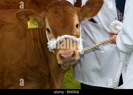 Shorthorn Rinderrasse in der Großen Royal Highland Show 2010 Scottish Agricultural Society von Schottland, Großbritannien bei Ingliston, Edinburgh, Schottland, stattfand Stockfoto