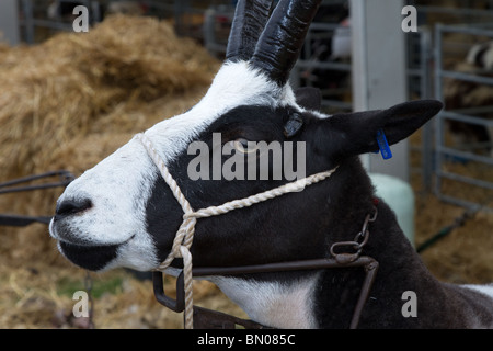 Preis Alpine Ziege, zeigen Tiere & Tiere in die Große Royal Highland Show 2010 Scottish Agricultural Society von Schottland, Edinburgh, Großbritannien Stockfoto