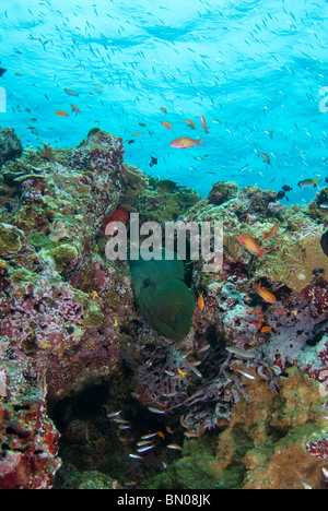 Giant Moray, Gymnothorax Javanicus, Kopf ragte aus Similan Inseln Stockfoto