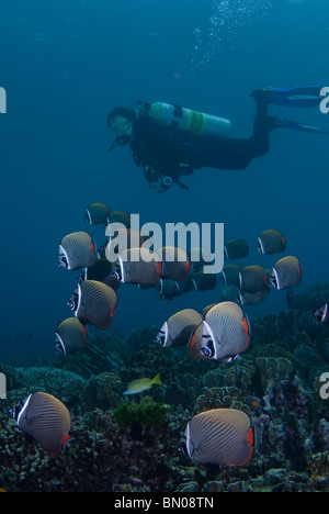 Taucher und eine Schule der weißen Kragen Butterflyfish, Chaetodontidae Collare, Similan Inseln Stockfoto