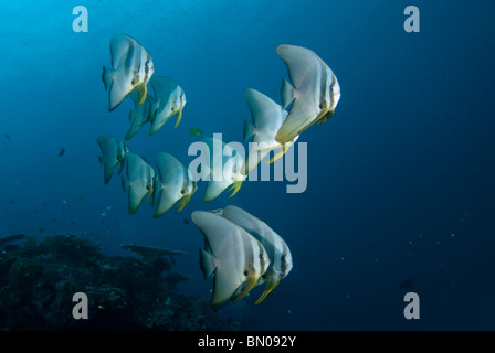 Schule von Longfin Spadefish, Platax Teira, Profil, Similan Inseln Stockfoto