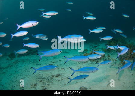 Schule der Variable gesäumten Füsiliere, Caesio Varilineata, Profil, Similan Inseln Stockfoto