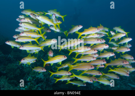 Schule der Yellowfin Goatfish, Mulloidichthys guentheri, Similan Inseln Stockfoto