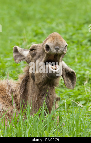 Elch, europäischer Elch (Alces Alces). Kuh im Grass liegen beim Gähnen Stockfoto
