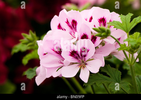 Pelargonien "Copthorne" in Blüte Stockfoto