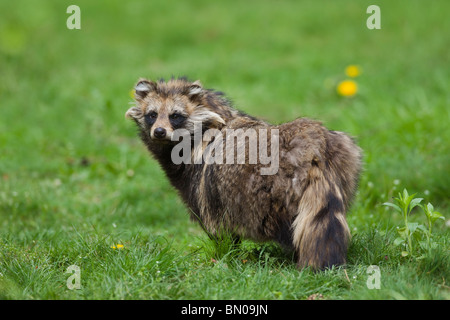 Racoon Hund (Nyctereutes Procyonoides) auf einer Wiese stehen. Stockfoto