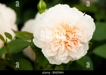 Rosa 'Lichfield Angel' (Ausrelate) in voller Blüte Stockfoto