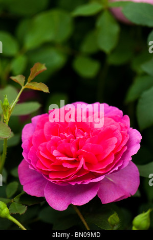 Rosa 'Sir John Betjeman"(Ausvivid) in voller Blüte Stockfoto