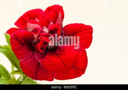 Nahaufnahme einer Petunia Surfinia doppelte rote Blume Stockfoto