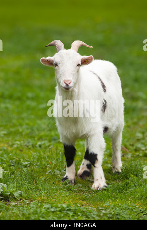 Hausziege (Capra Hircus, Capra Aegagrus Hircus), schwarze individuelle stehen auf einer Wiese. Stockfoto