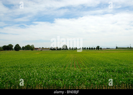 Landschaft, Poebene, Lombardei, Italien Stockfoto