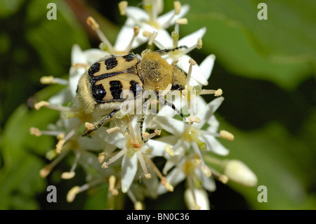 Trichius Fasciatus, Bee Käfer Stockfoto