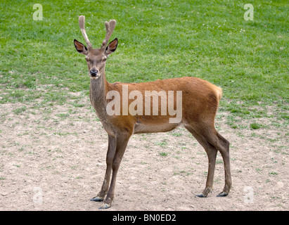 Young Red Deer Buck (Cervus Elaphus), UK Stockfoto