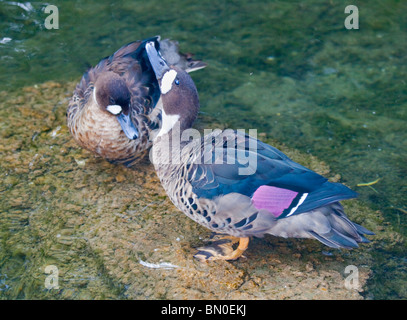 Bronze geflügelte Enten (Speculanas Specularis) Stockfoto