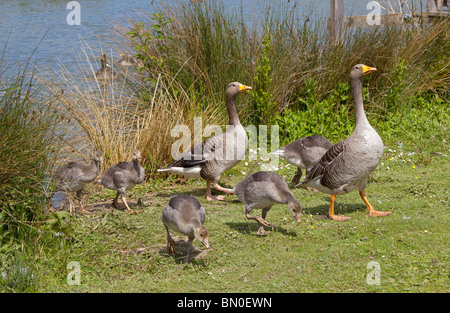 Familie von Graugänsen (Anser Anser) Stockfoto