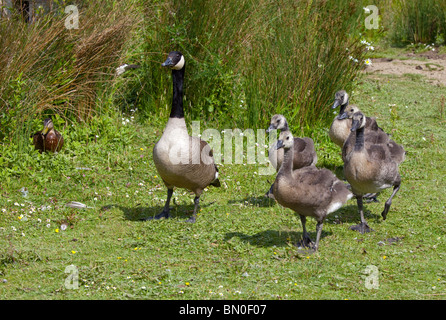 Familie der Kanadagans (Branta Canadensis) Stockfoto