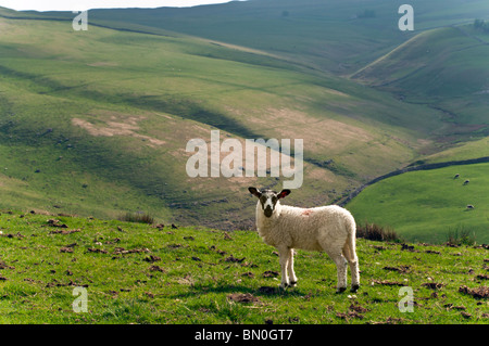 Yorkshire Dales Ansicht mit schwarzen konfrontiert Lamm im Vordergrund Stockfoto