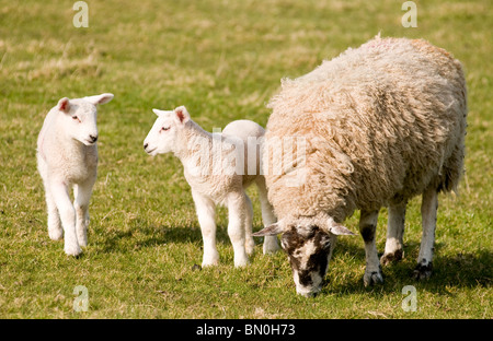 Eine Schafbeweidung mit zwei Lämmer in einem Feld Stockfoto