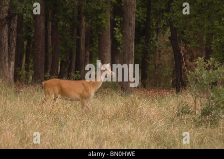 Barasingha in den Wiesen von Kanha Nationalpark, Indien Stockfoto