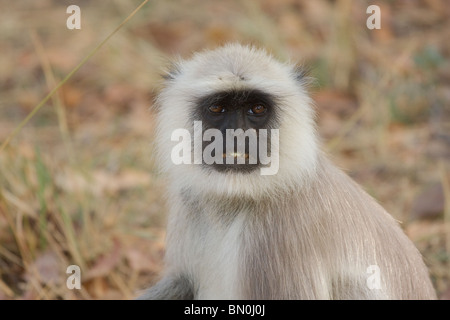 Grau-Languren Nahaufnahme Stockfoto