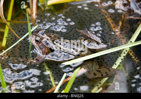 Ein Frosch mit Frogspawn in einem Teich Stockfoto