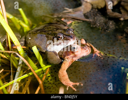 Ein paar Frösche, die Paarung in einem Teich mit frogspawn Stockfoto