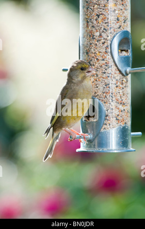 Zuchtjahr Chloris. Weiblichen europäischen Grünfink Fütterung auf ein Futterhäuschen für Vögel Samen Stockfoto
