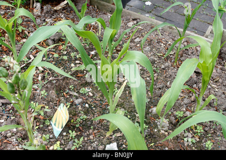 Mais (Zea Mays Convar. Saccharata var. Rugosa; auch als indischer Mais, Zucker Mais und Mais pole) gepflanzt, in Blöcken, um einfach Bestäubung zu ermöglichen Stockfoto